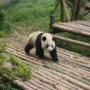 De eerste panda komt op z'n gemakje aangelopen