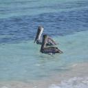 Pelikanen in de zee bij Varadero