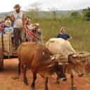De kinderen worden vervoerd op een ossenkar