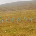 Pas geplante bomen bij het Loch of Brough