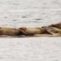 Nieuwsgierige zeehonden bij Minn beach