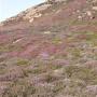 Wandeling op Muckle Roe