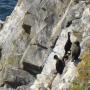 Aalscholvers op de kliffen bij Sumburgh Head