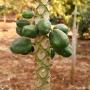 Naast groenten verbouwen ze ook fruit zoals deze papaya's