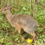 Kirk’s dik-dik, een kleine antilopesoort