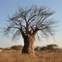 Baobabboom op de savanne bij de compound van de Datoga stam
