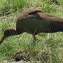 Hadada ibis
