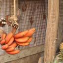 Tros rode bananen