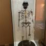 Reconstructie van een verre voorouder