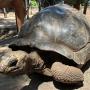 Close-up van een reuzenschildpad