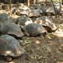 Er lopen heel wat schildpadden rond