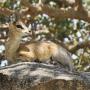 Klipspringer