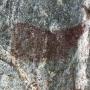 Rotskunst van de Dorobo stam, een eland