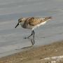 Kleine strandloper