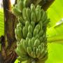 Groene bananrn