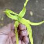 Cananga odorata (Ylang ylang)