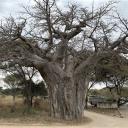 Enorme baobabboom bij de ingang van het Tarangire National Park