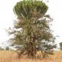 Euphorbia candelabrum, boom uit de wolfsmelk familie