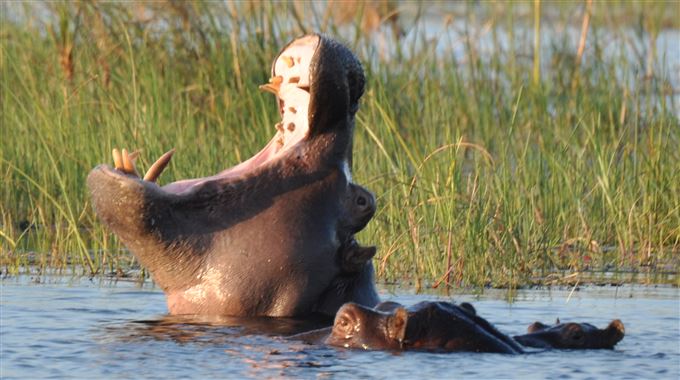 Nijlpaard, Kwando rivier, Namibië