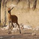 Steenbok