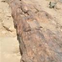 Versteend hout in het Petrified Forest